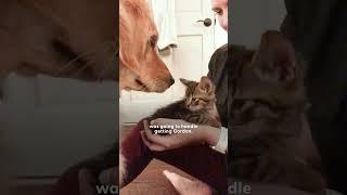 Golden Retriever And Kitten Rival For Dad's Affection | The Dodo