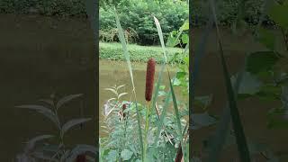 Narrow-leaf Cat Tail Soft Flag ( Typha Angustifolia )