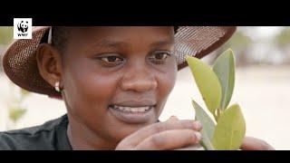 People take lead in bringing back mangroves in coastal Kenya, getting real benefits