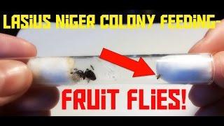 giving LIVE FRUIT FLIES to my ants | Lasius niger Colony