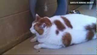 World's Fattest Cat: 40 lbs