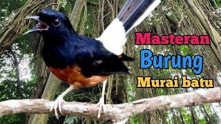 Suara burung Masteran Murai Batu Juara| Masteran Burung Lomba| Murai Merdu kicau suara burung cendet