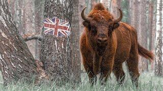 Wild trails of Belarus 4K | Film Studio Aves