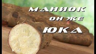Во саду ли, в огороде/Маниок, он же Юка/как готовить/полезные свойства/Yuca