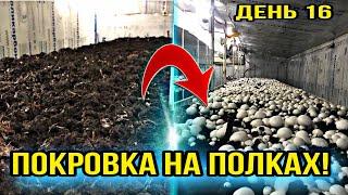 На шаг ближе к грибам! Покровка на полках! Выращивание шампиньонов как бизнес! Грибы шампиньоны!