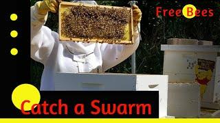 How to Catch a Swarm  - Get Free Bees