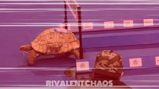 Deja Vu Meme (Tortoise vs Hare).mp4