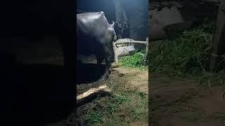 Buffalo pooping  ll buffalo dung ll buffalo poop ll Shorts video