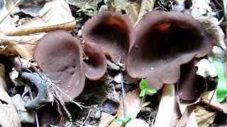 Brown cup fungus releasing spores