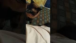 кот согласен
