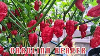 5 easy steps to grow Carolina reaper, grow your own chillies (5 March 23)