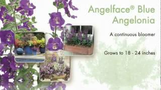 Angelface Blue