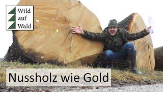 Viel ZASTER für die teuersten Stämme - Holzversteigerung 2024 #wildaufwald