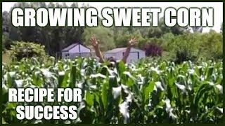 Growing Sweet Corn | Recipe For Success