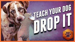 Teach a Dog to Drop It - Get polite mouth control with Tug