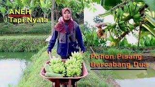 ANEH TAPI NYATA, MBOK JAR NEMU POHON PISANG BERCABANG DUA