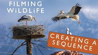 WILDLIFE FILMMAKING 101 - Shooting for the EDIT | How to film a basic sequence for the edit