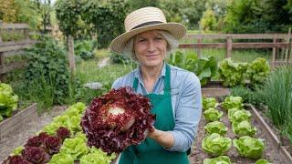 How to Grow GIANT Lettuces —No Chemicals, No Extra Cost!