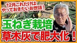 家庭菜園や農園の玉ねぎ栽培は草木灰で肥大化！12月にやっておきたい玉ねぎの育て方！【農家直伝】