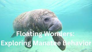 Floating Wonders Exploring Manatee Behavior