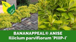 BANANAPPEAL® ANISE | Illicium parviflorum 'PIIIP I' | First Editions Plants