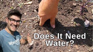 FOUR Ways To Tell If Your Garden Needs Water