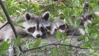 Raccoon Family in My Backyard