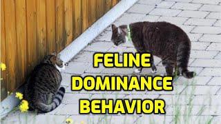 How Do Cats Dominate Each Other?