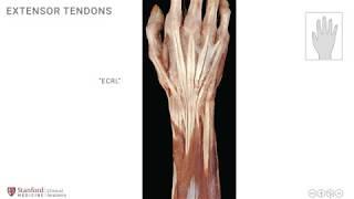 Anatomy of the Upper Limb: Extensor Muscles to Fingers