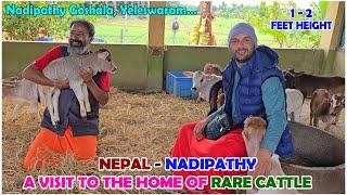 Nepal Guests Meet the World’s Smallest Cows at Nadipathy Goshala #nepal #youtube #yt #minicow