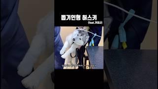 뽑기인형 허스키 (너무 쉽게 들어올려지는)