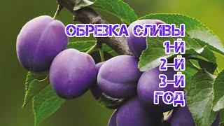 Обрезка сливы