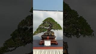 bonsai santigi istimewa #themax30cm #bonsai #inspirasibonsai #bonsaimame #bonsaisantigi #pamnas2023