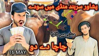 Peshawar Sarband Mandi me soday And Bargaining 16 May 2024 Maweshi Mandi Pakistan Bakra eid