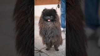 Posso fare una foto al tuo cane ? Neo️ #caniditorino #dogphotographer #pomeranian #volpino