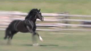 Amazing liberty black Andalusian stallion w/ Jonathan Field