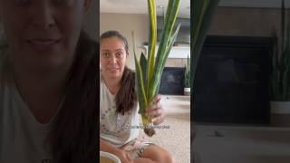 My snake plant needs a change of pot #plantcare #plant #snakeplant