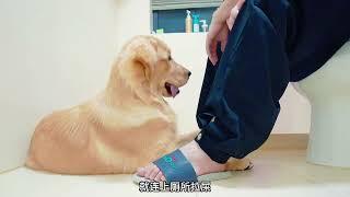 为什么不要养金毛犬？