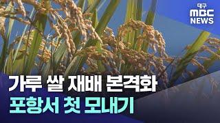 가루쌀 재배 본격화...포항서 첫 모내기 | 대구MBC뉴스