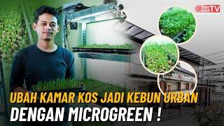 Kreatif! Ubah Kamar Kos Jadi Kebun Microgreen yang Menguntungkan.