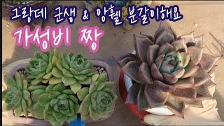 꽃나래다육에서 온 놀라운 가성비 그랑데군생 & 앙휄 분갈이 합니다~ 떨어져 나간 자구는 따로 심어줄께요~ 과거에 거했던 앙휄이 이렇게 착한 가격으로 나오다니~