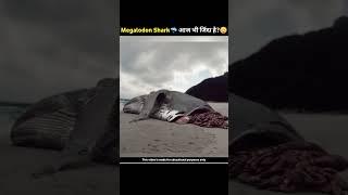 किया Megalodon Shark अभी भी जिंदा है?|Proof That Megalodon Still Exist|#shorts #viral