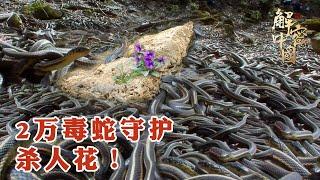 无人小岛爬满2万毒蛇，竟是为了守护一种蓝紫色的“杀人花”，采药人意外触碰竟然当场晕死过去！【绿野中国】