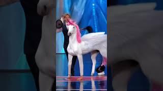 America's Got Talent Unicorn / Horse  Magic | Duo Schumacher #AGT #americagottalent #magic