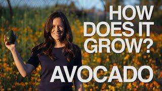 AVOCADO | How Does it Grow?