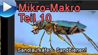 Mikro-Makro Teil 10: Dünen-Sandlaufkäfer und Sandbienen!