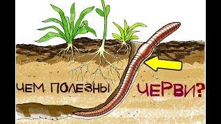 Чем полезны черви на огороде? Чем полезны черви для земли?