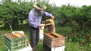 蜜蜂生態與採蜜過程