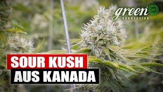 „Wir sind eine, der ersten Firmen für legales CANNABIS in KANADA“ | GreenConnection meets Aleafia