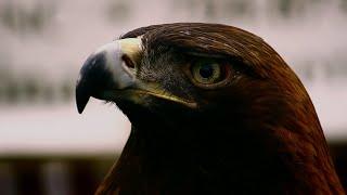 Taking Flight: The Carolina Raptor Center